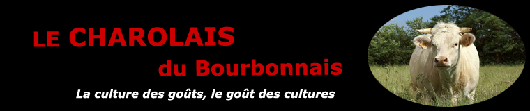 Le charolais du Boubonnais
