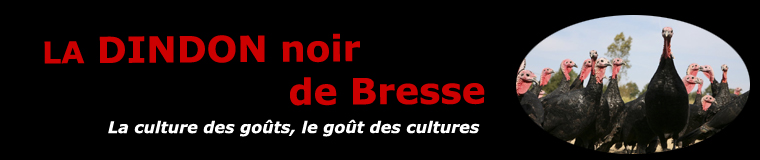 Le dindon noir de Bresse