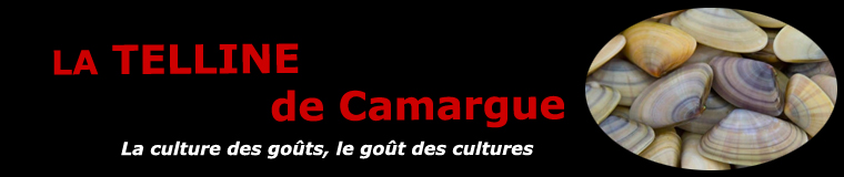 La telline de Camargue