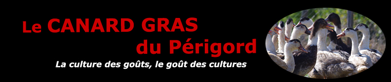 Le canard à foie gras