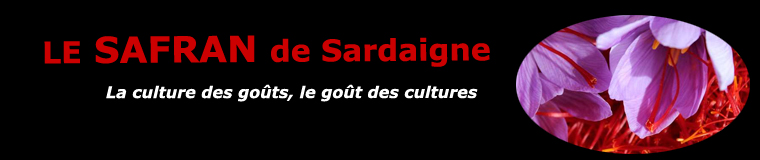 Le safran de Sardaigne